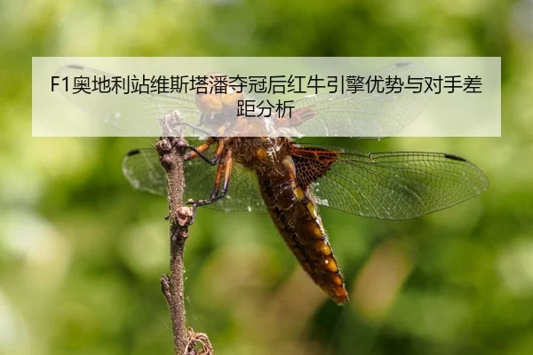 ao-di-li-zhan-wei-si-ta-pan-duo-guan-hou-hong-niu-yin-qing-you-shi-yu-dui-shou-cha-ju-fen-xi-3-532.jpg